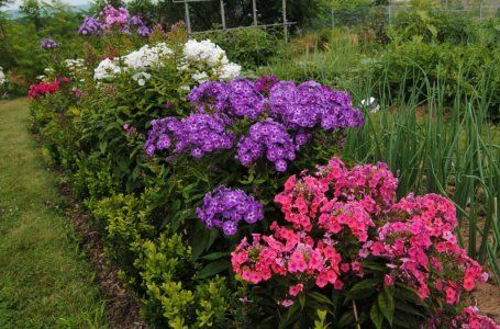 20 лучших многолетних цветов для вашего сада: неприхотливых и долгоцветущих